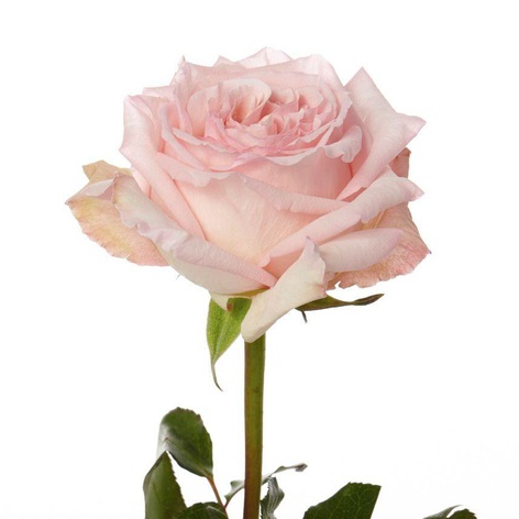 Троянда Пінк Охара, 50 см