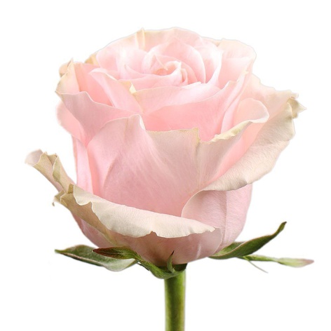 Троянда Світ Аваланч, 60 см